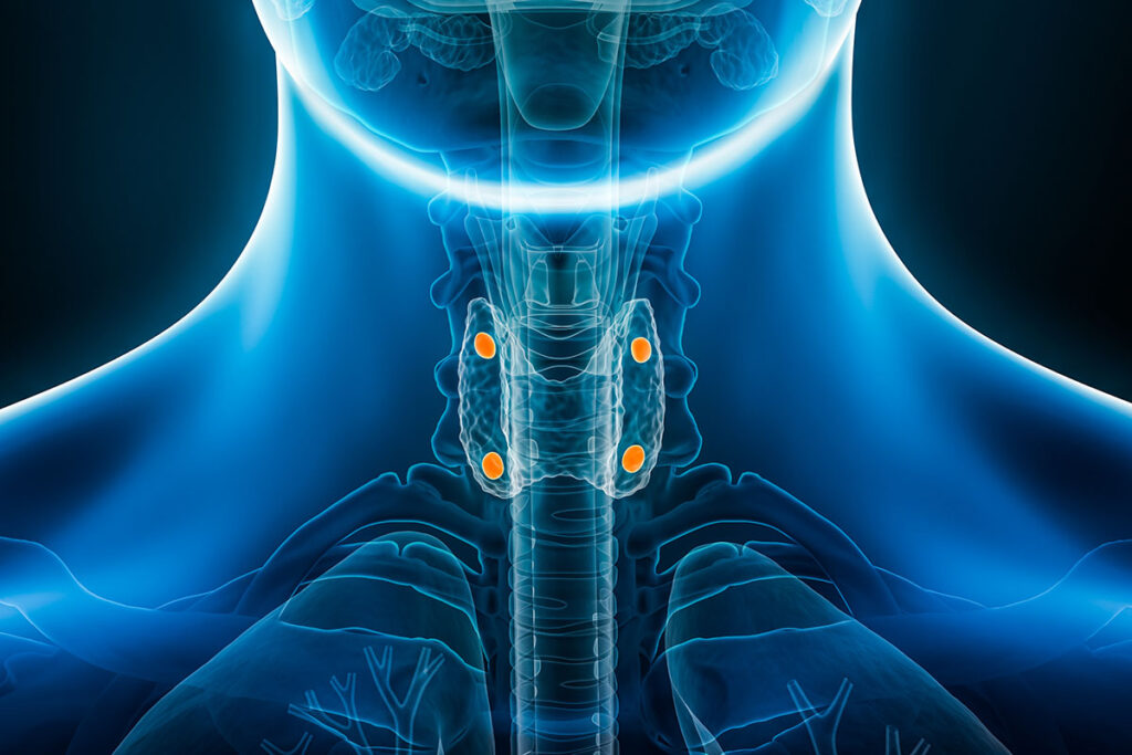 Xray anterior of the parathyroid glands when they are healthy.