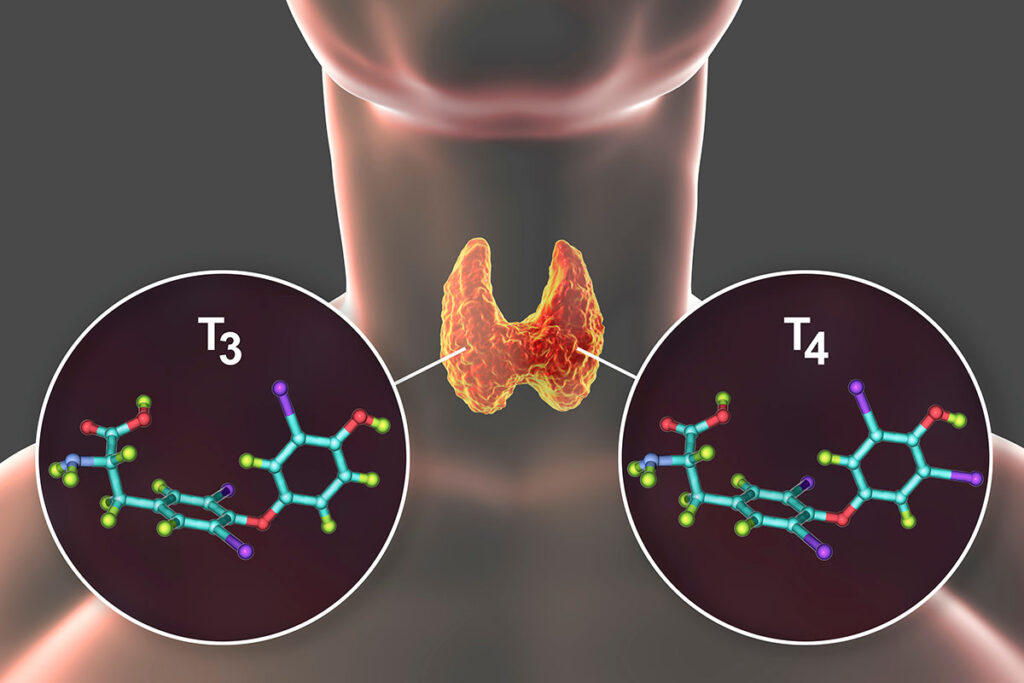 3D rendering of hormones of thyroid gland T3 and T4.