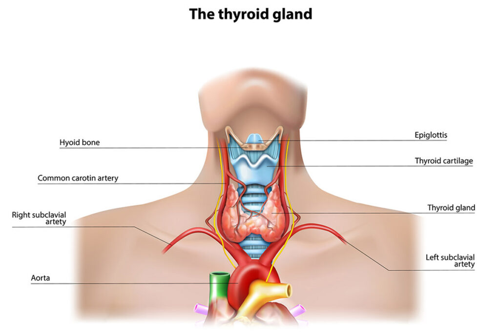 The Thyroid Gland Diagram.