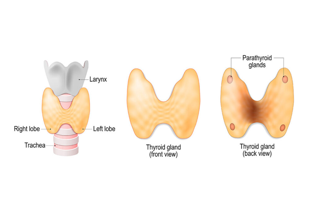 Illustrations of the Thyroid and Parathyroid glands.