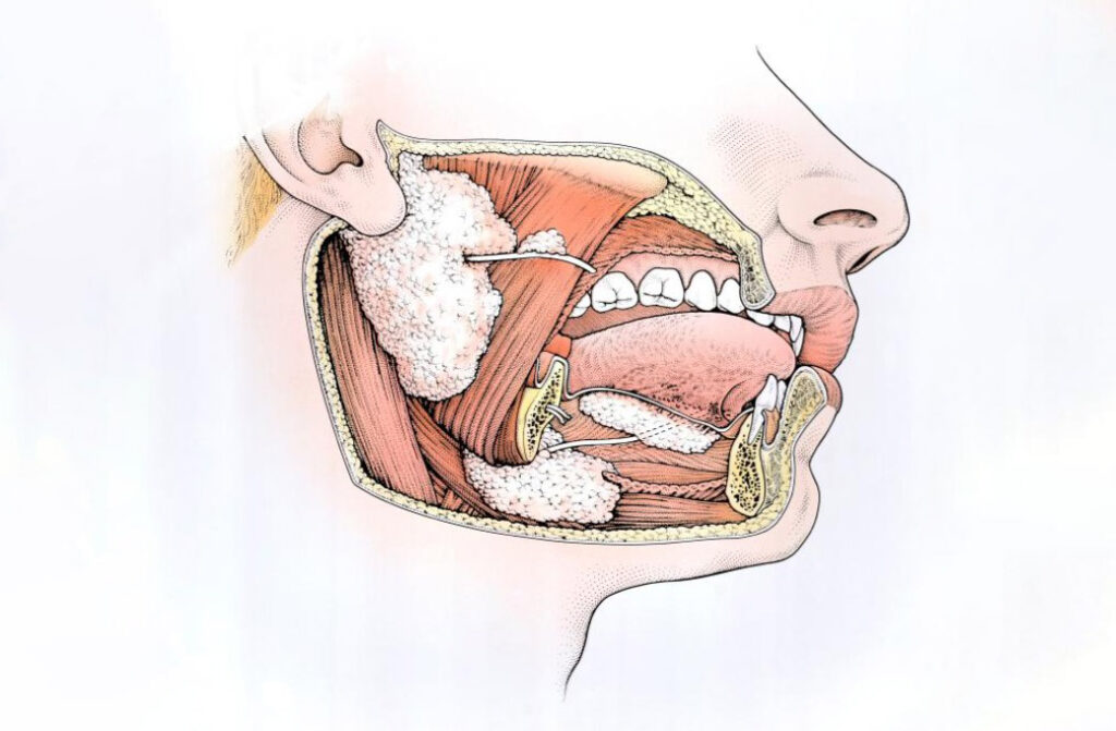 An illustration of the salivary gland.